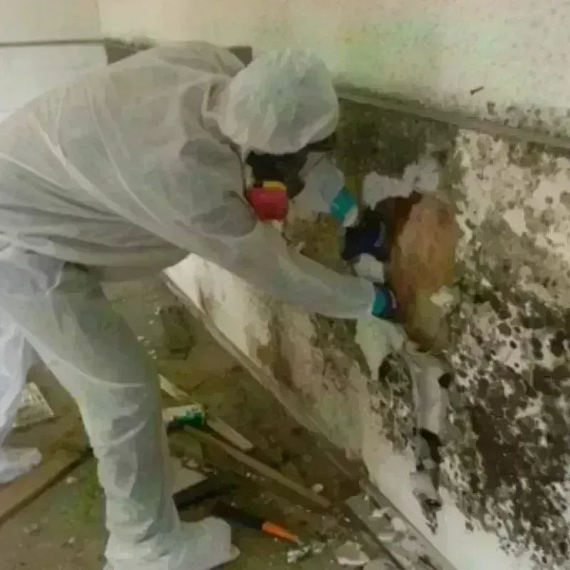 Mold Remediation and Removal in Orange Grove, TX